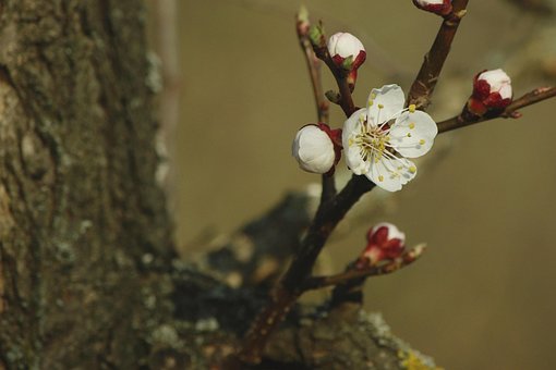 Free Apricot Blossom Red photo and picture