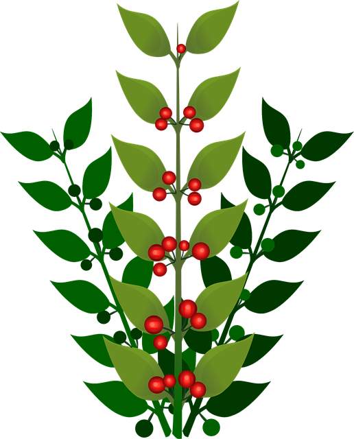 Beeren, Zweig, Schöne Blumen, Blumen