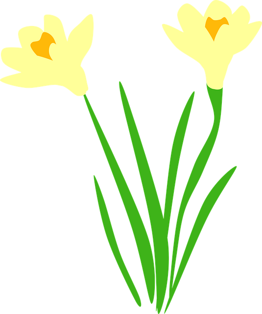 Download free HD stock image of Daffodil Flower Wallpaper Free daffodil flower wallpaper daffodils vector