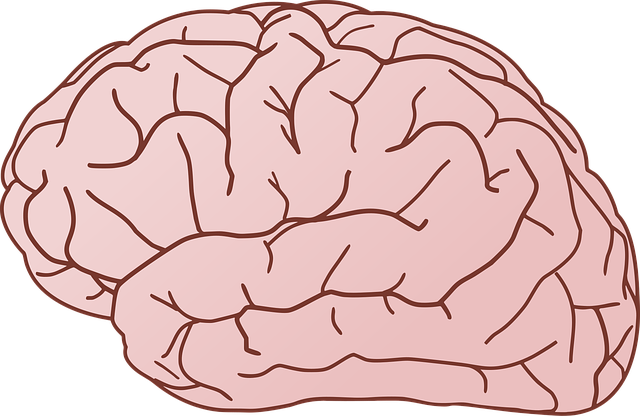 Free biology brain cortex vector