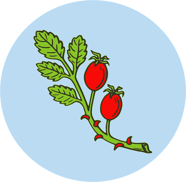 Free fruit herb hip vector