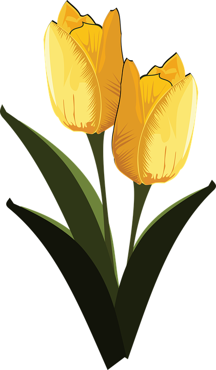 400 Gambar Clip Art Bunga Tulip Paling Keren 400 Gambar Clip Art Bunga Tulip Paling Keren