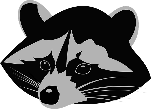Free racoon coon raccoon vector