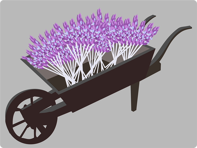 Free gardening lavender plant vector