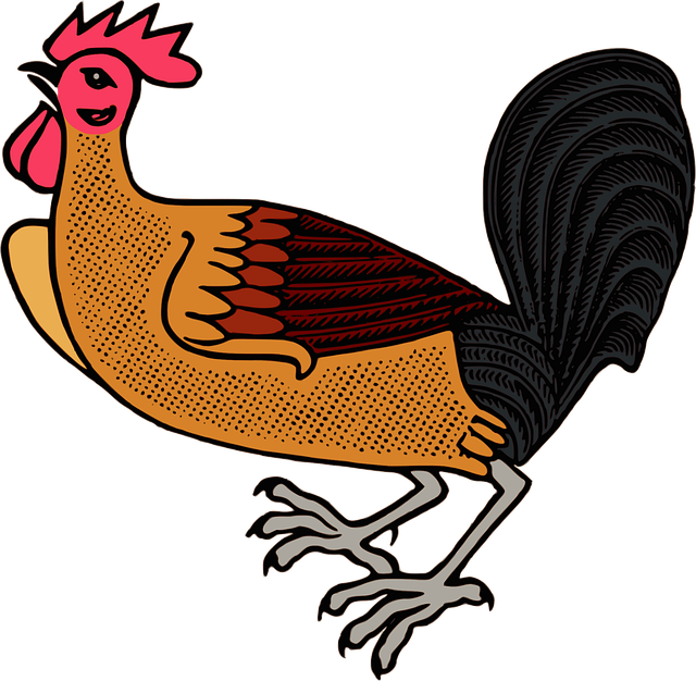 Free animal bird chicken illustration