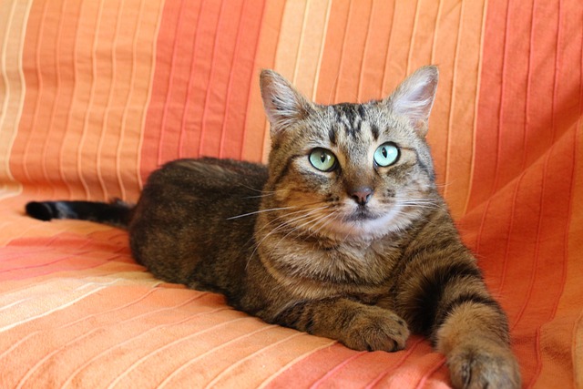 Katze, Gestreifte Katze
