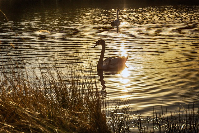 Free Swans Sun photo and picture