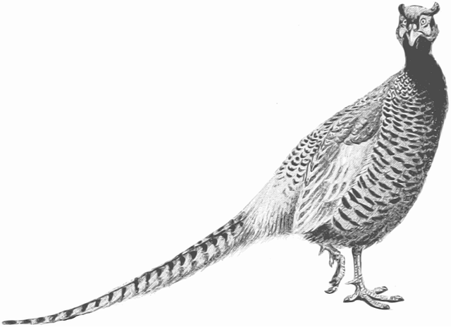 Free animal nature bird illustration