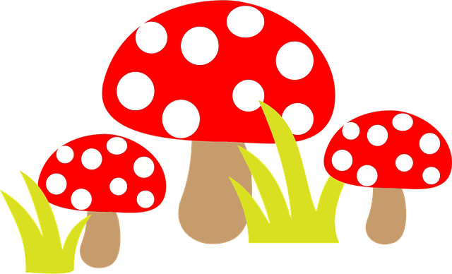 Pilz, Pilze, Giftig, Fliegenpilze, Pilz