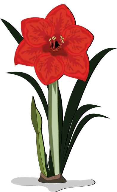 Free amaryllis clip art flor vector
