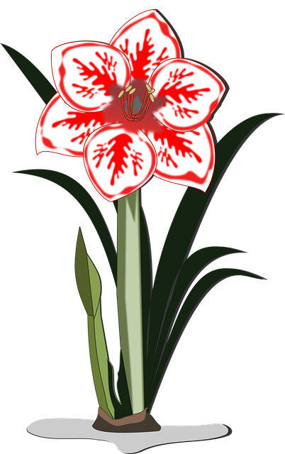 Free amaryllis clip art flor vector