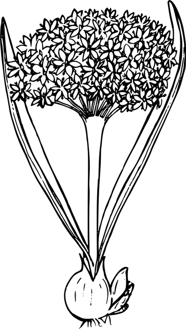 Free flower flower background plant vector