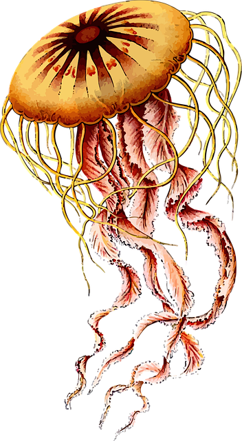 Free animal art forms in nature jellyfish vector