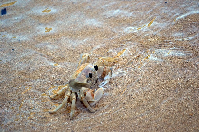 Krabbe, Strand, Sand, Sommer, Natur