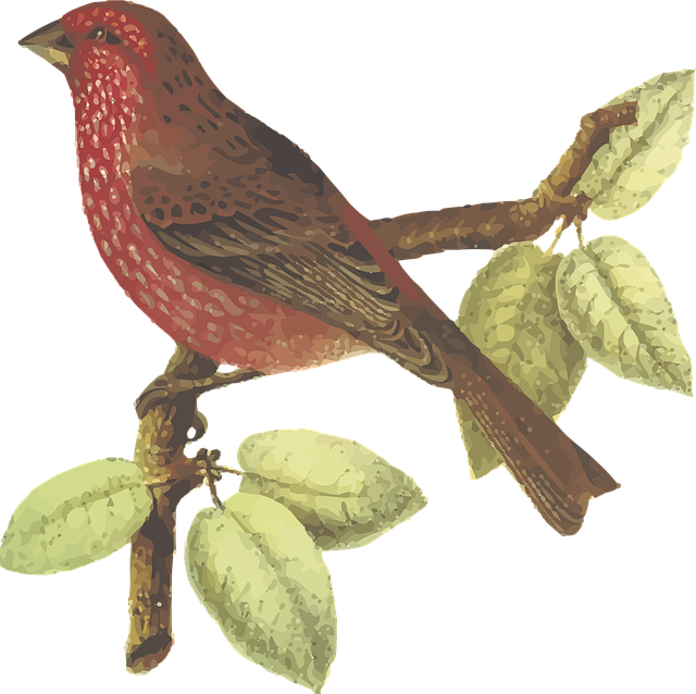 Free animal bhutan bird vector