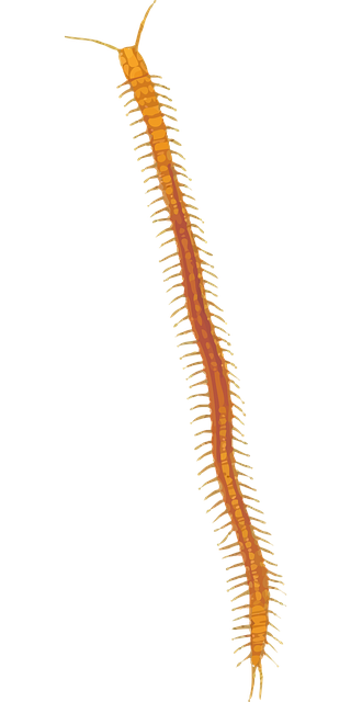 Free arthropod centipede myriapoda illustration