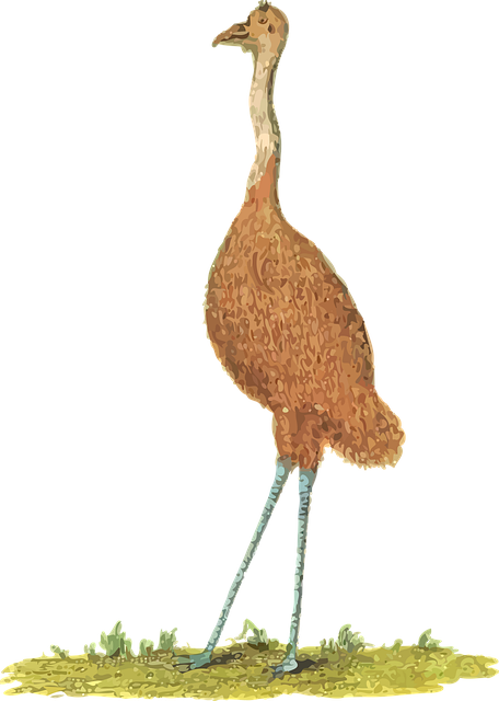Free animal australia australian vector
