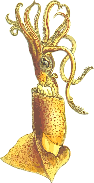 Tier, Molluske, Natur, Tintenfisch