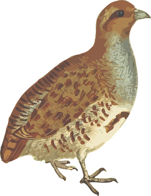 Download free HD stock image of Animal Nature Free animal nature bird illustration