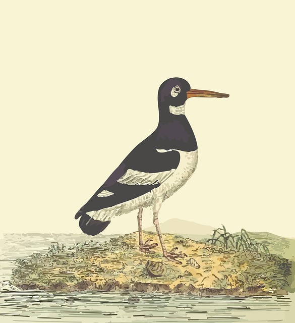 Free animal bird wader illustration