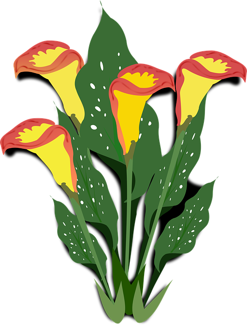 Free calla flower wallpaper clip art vector