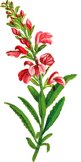 Free flora floral flower vector