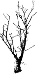 black and white, branches, deadwood