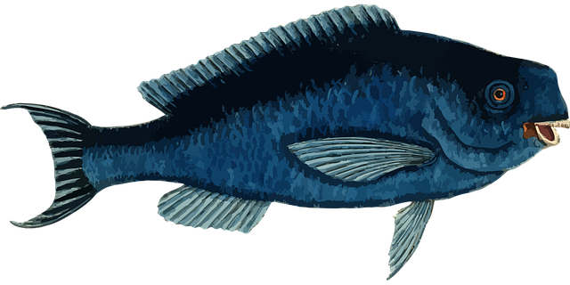 Free fish animal ocean illustration