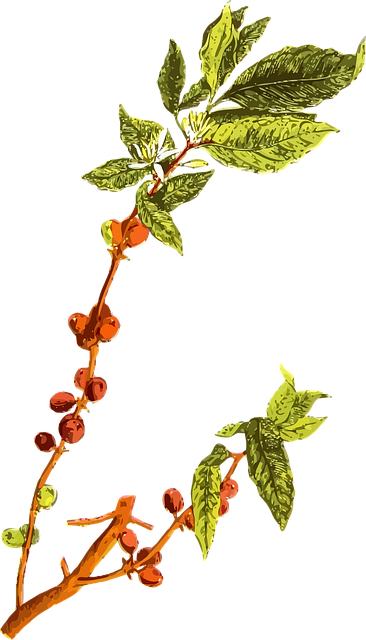 Free bean coffee drink illustration