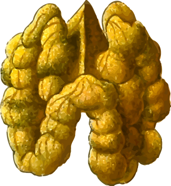 Free edible food nut illustration