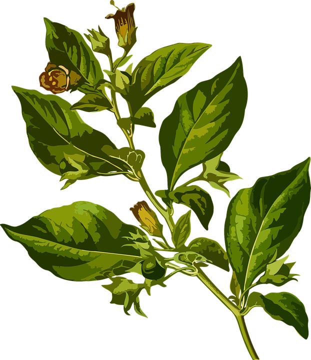 Belladonna Deadly Herbal · Free vector graphic on Pixabay