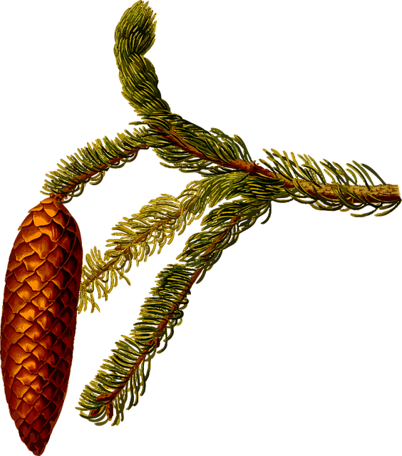 Free herbal medicinal medicine vector