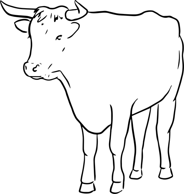 Dyr, Natur, Tyr, Kvæg, Ko, Gård, Husdyr