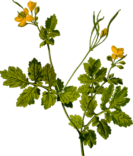 Free celandine flower wallpaper flower background vector