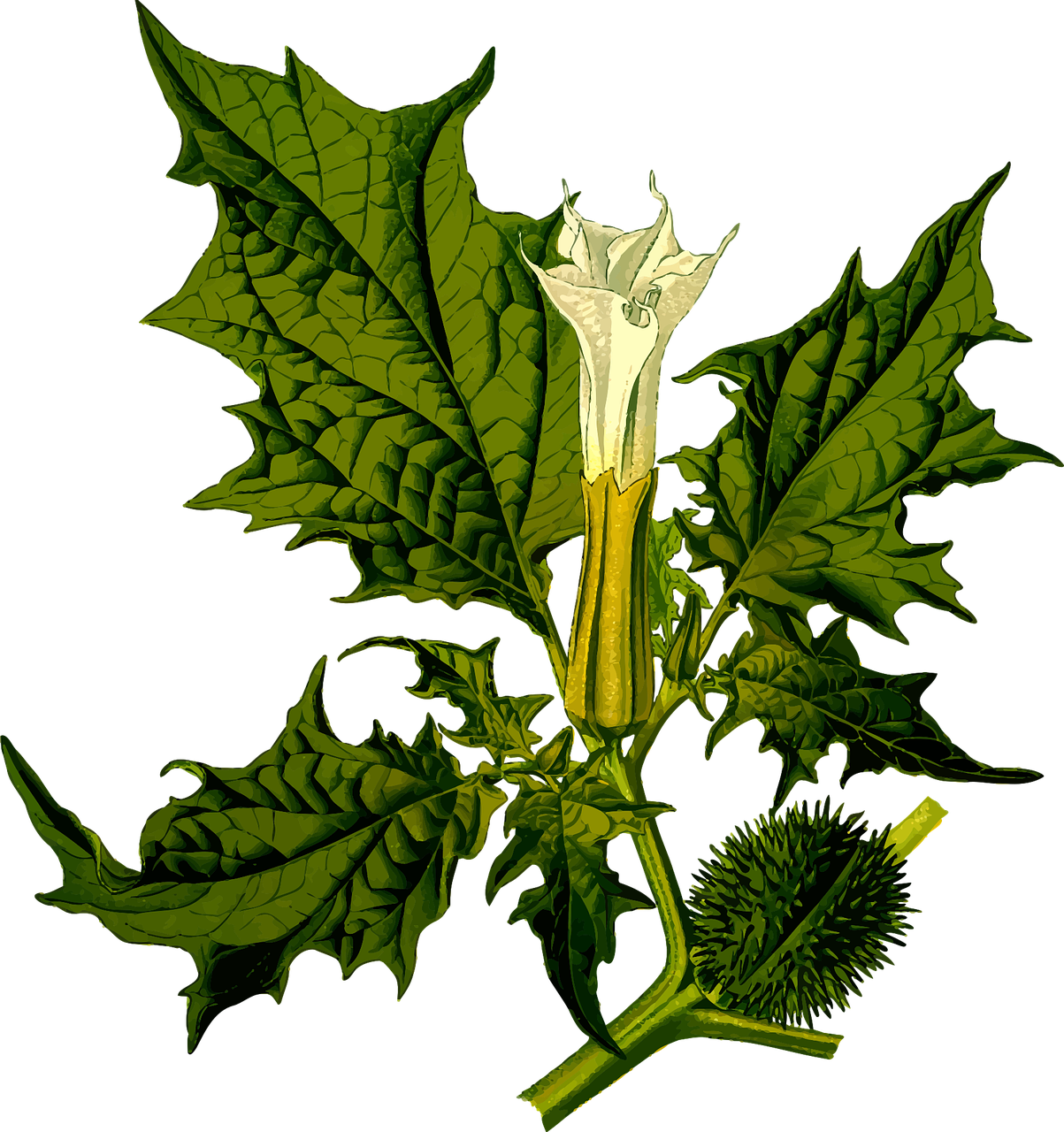 300,000+ Free Wallpaper Weed &amp; Weed Images - Pixabay
