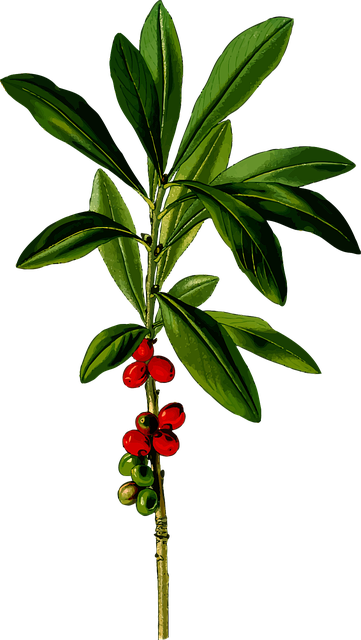 Daphne, Løvfellende, Februar, Blomster