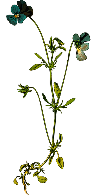 Anual, Încântare, Uşura, Floral, Floare