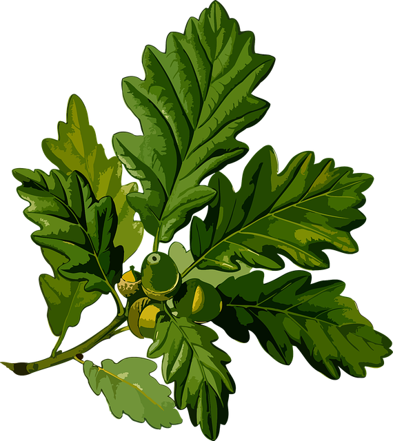 Free branch cornish deciduous vector