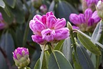rhododendron, grapey, doldentraubig