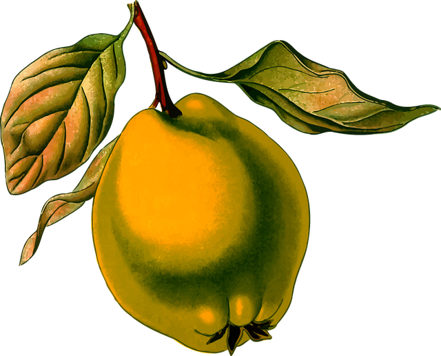 Rama, Caduco, Fruta, Herbario, Medicinal