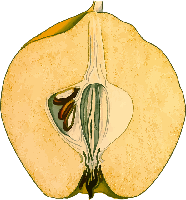 Free branch deciduous fruit vector
