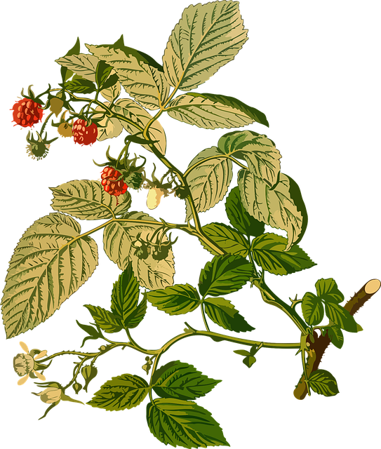 Free berries berry nature vector