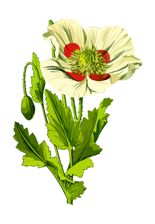 Drug, Floral, Flower, Herbal, Medicinal, Medicine