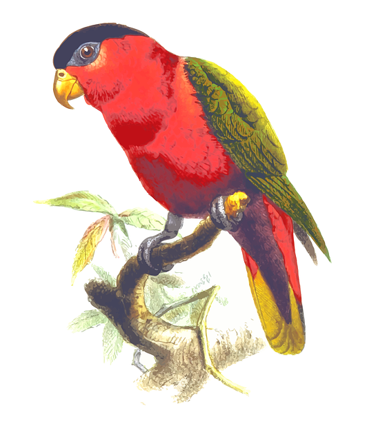 Free animal nature bird vector