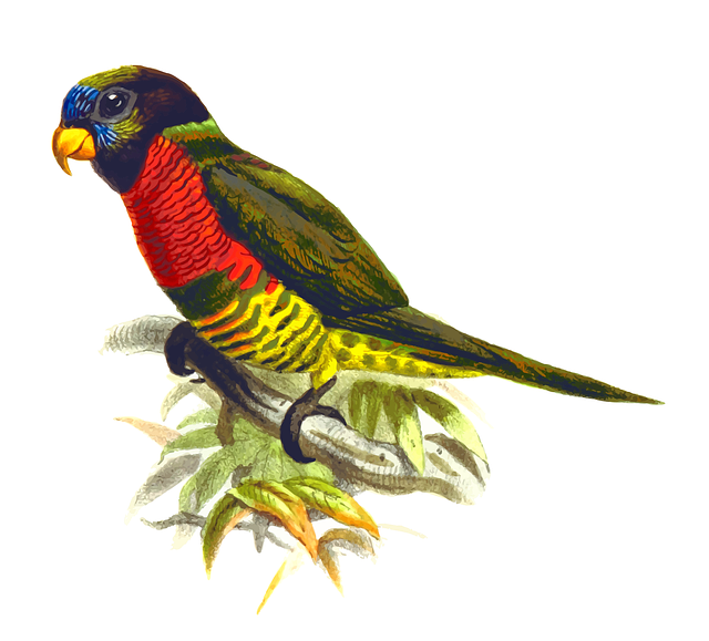 Tier, Vogel, Natur, Papagei