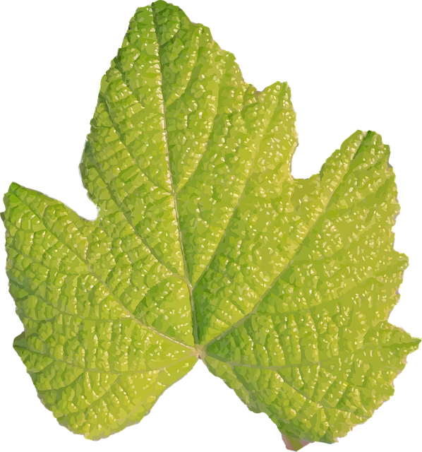 Free green leaf nature vector