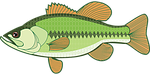 animal, bass, fish