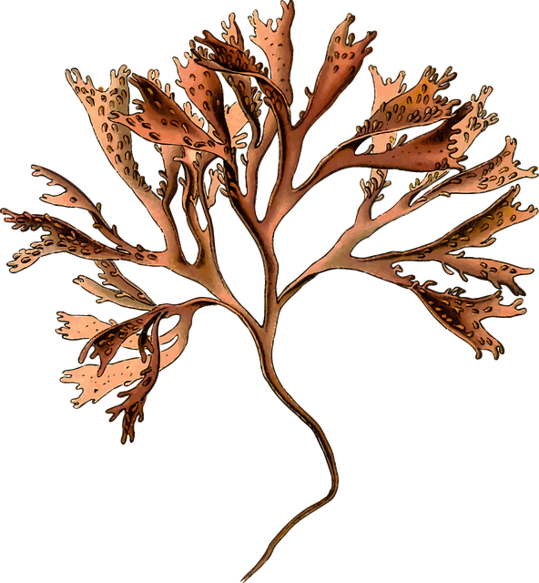 Free branch herbal medicinal vector