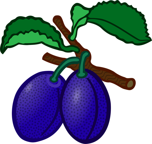Free education fruit plum vector