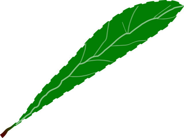 Free branch foliage green illustration